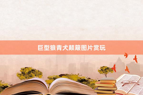 巨型狼青犬颠簸图片赏玩